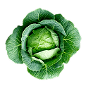 Cabbage