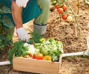 Organic Product