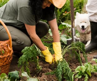 Organic Farming